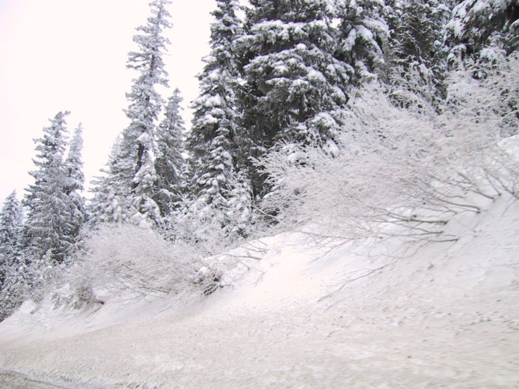 hillside-with-pine-trees-covered-with-snow