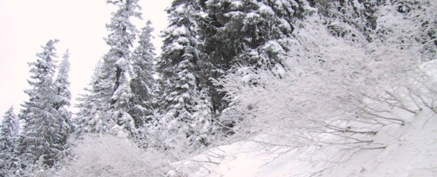 hillside-with-pine-trees-covered-with-snow